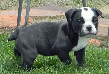 Olde English Bulldogge pup