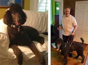 Thunder, Standard Poodle service dog