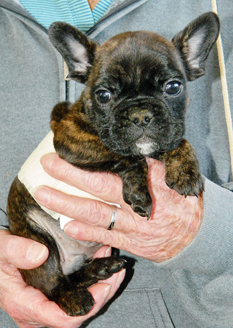 Olde French Bulldogge pup "Scooter"