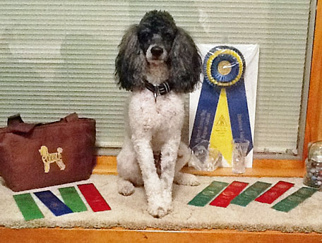 "Boo" with just a few of his ribbons!