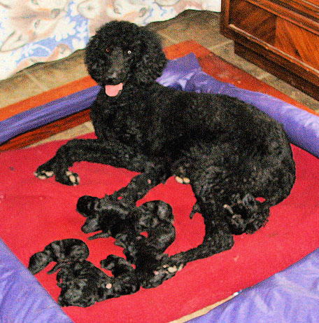 mom-pups1