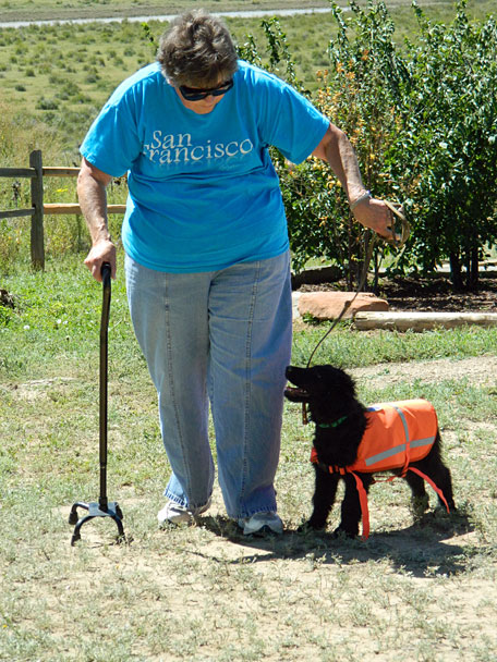 Puppy destined for service work, learning to walk with someone using a cane