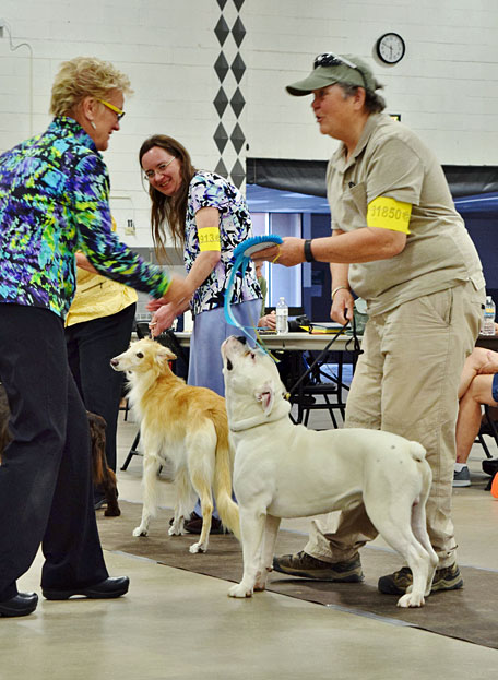 Rocky getting Best In Show