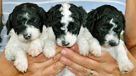 three-bw-pups1