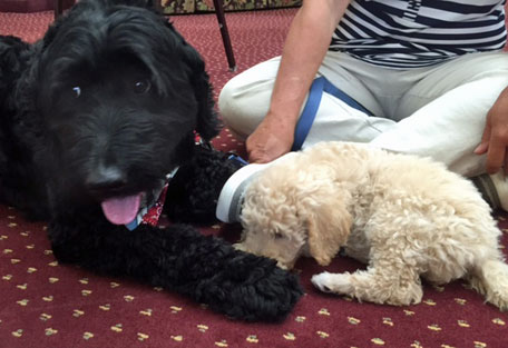 Timber (L) and pal Sheshka