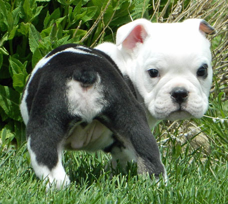 Baby "Tugboat" Olde English Bulldogge struts his stuff